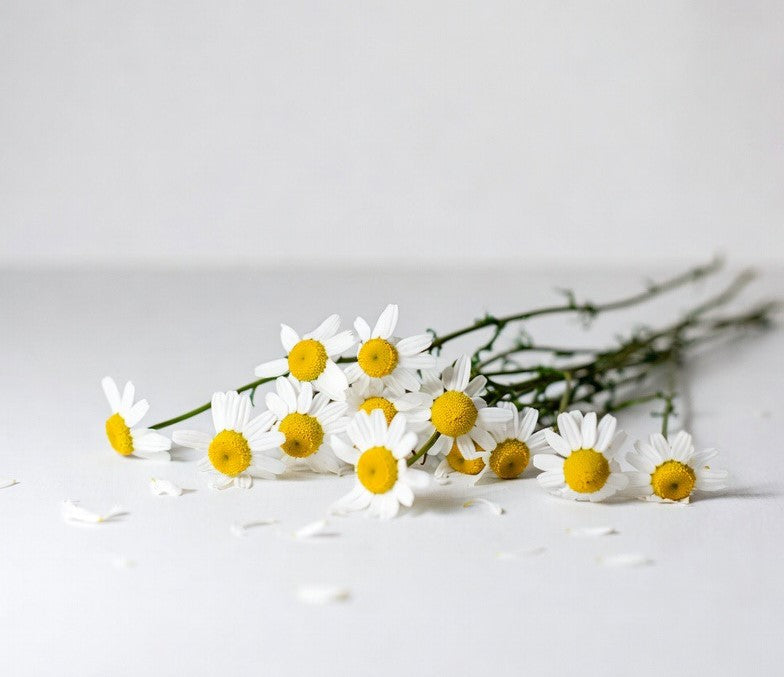 Bouquet of white flowers with yellow centers on a light gray background