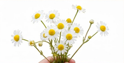A hand holding a small bouquet of white daisy flowers with yellow centers against a plain white background.