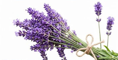 A small bouquet of fresh lavender stems tied with natural twine, shown against a plain white background.