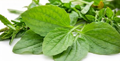 Fresh green leafy herbs, including broad leaves and smaller mint-like stems, arranged on a white background.
