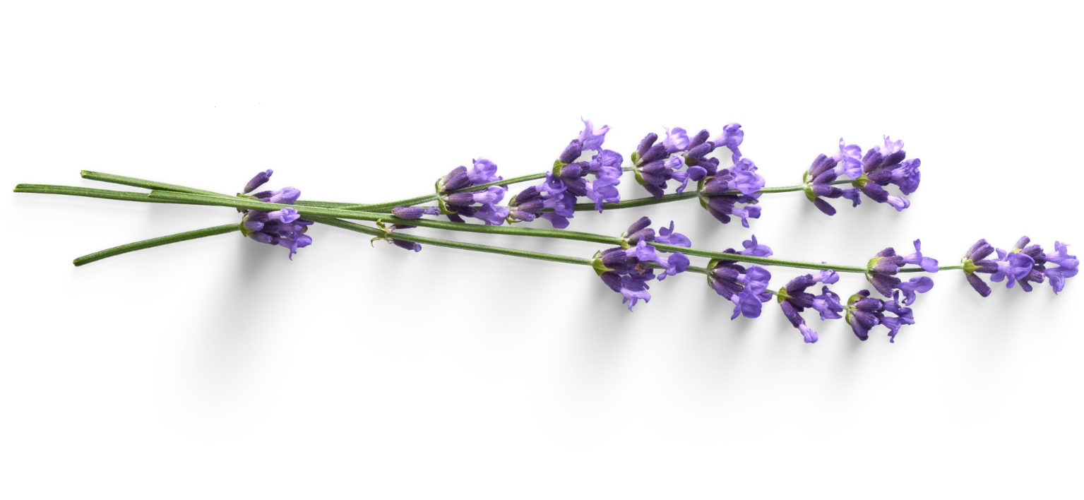 Bouquet of lavender flowers on a white background